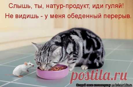 КАК СДЕЛАТЬ СУХОЙ КОРМ ДЛЯ ЖИВОТНЫХ САМИМ. | Познавательный сайт ,,1000 мелочей&quot;