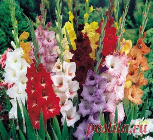 Подкормка гладиолусов