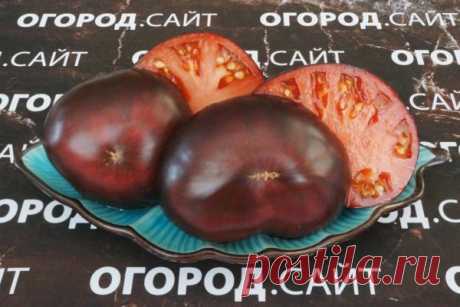 Томат Пленительный аметист (Софии Сааковой), семена | ОГОРОД.сайт