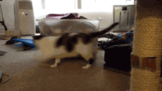 Коты, которые проиграли так, что даже победили