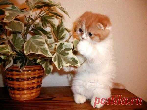 Мой Мир@Mail.Ru