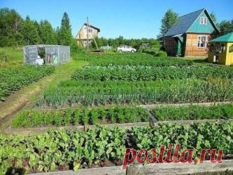 ПАМЯТКА  ОГОРОДНИКА

Лук:
- Перед посадкой: 1 ст.ложка соли на 1 литр воды залить на 3 часа.
- После соли: темный раствор марганцовки на 2 часа. Обязательно промыть.
- От луковой мухи: 1. Появился первый листочек 1) Проливаем водой. 2) Полив 2 ст.ложки нашатырный спирт на ведро воды (3 лейки на 6п.м.грядки) 3) Проливаем водой. 2. Через 10-14 дней. По той же схеме полив 1ст.ложка соли на 1 литр воды 3. Через 10 дней. По той же схеме полив крепким р-ром марганцовки.

— Подко...