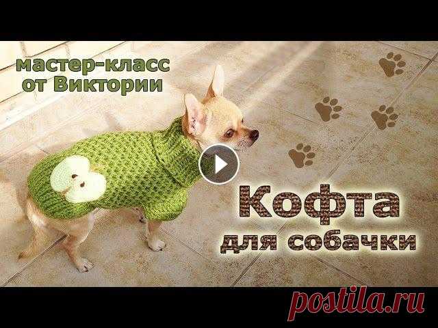 Кофта для собачки спицами. В этом мастер-классе мы с Бэллой хотим вам показать, как связать мягкую и тёплую кофту для вашего питомца. Кофточку мы будем выполнять в смешанной тех...