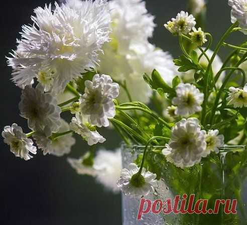 Одноклассники