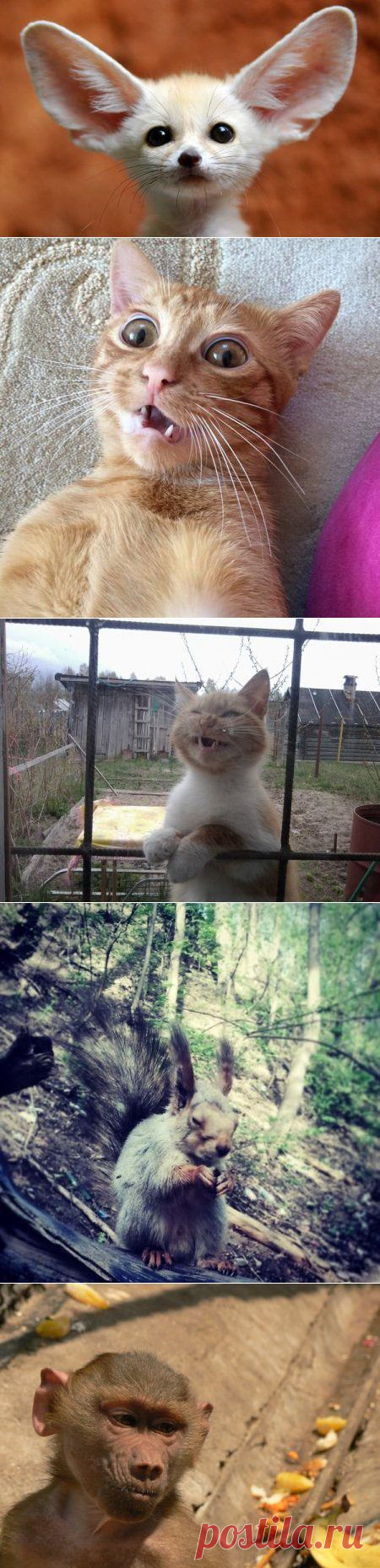 Живут прикольные животные / Питомцы