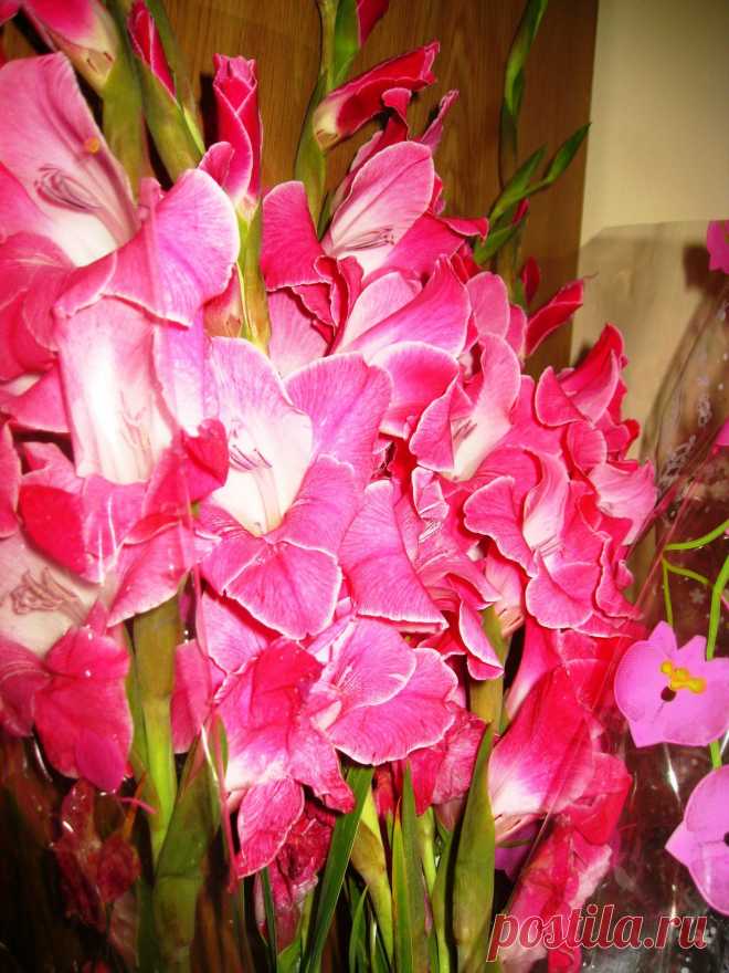 Bouquet With Gladioluses  Free Stock Photo HD - Public Domain Pictures