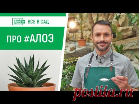 Секреты АЛОЭ: посадка, уход, лечение и размножение | Все в сад