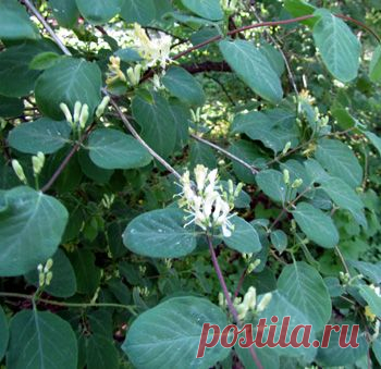 Жимолость, как выглядит, сорта для живой изгороди