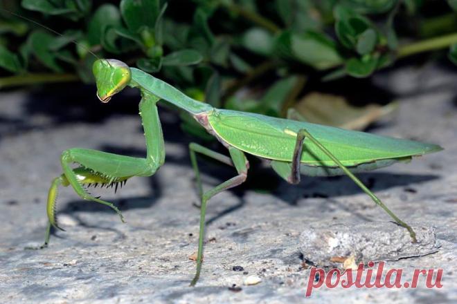 Богомол.Снято в Крыму, в районе Алупки в августе 2015 года.