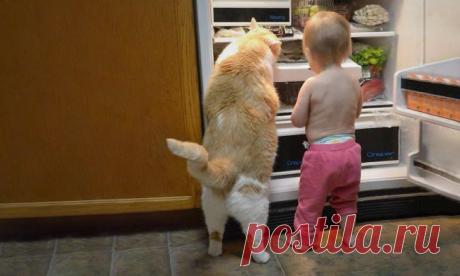 ФотоТелеграф » Кошки – самые преданные друзья человека