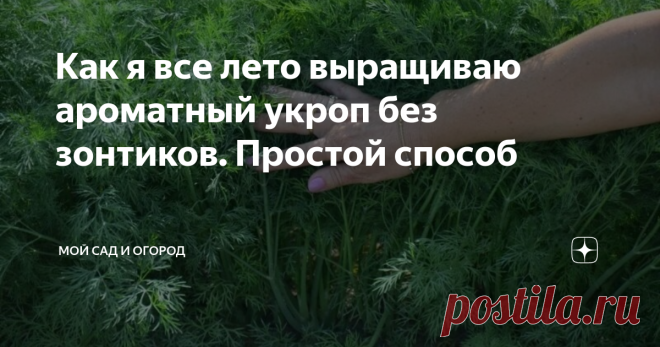 Как я все лето выращиваю ароматный укроп без зонтиков. Простой способ Как правило, в летнее время года в процессе приготовления пищи активно используется зелень. В данный момент я говорю именно об укропе – это универсальная приправа, которая подойдет абсолютно для любого блюда.
Естественно, укроп очень полезен для нашего организма, особенно тот, что растет на собственном огороде. Однако, не у всех садоводов получается вырастить правильный укроп – тот, что растит пыш