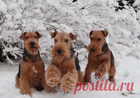 ღВсе о породе собак Вельштерьер (Уэльский терьер)