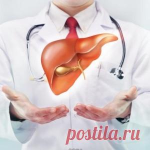 12 интересных фактов о печени