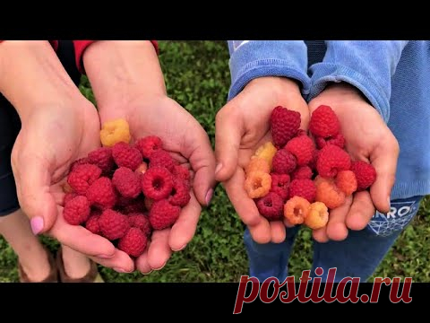 543. Все подкормки малины в одном видео