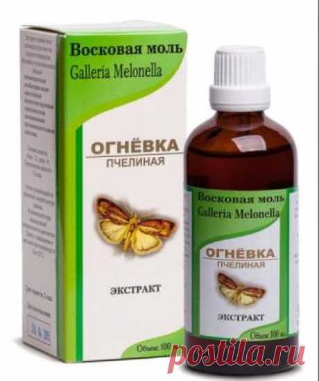 Лекарство, которое лечит сердце, сосуды и весь организм — настойка восковой моли. Ценнейший биостимулятор от пчеловодов | Краше Всех Хочу рассказать о применении в народной медицине восковой моли — этого врага пчеловодов. На основе ее личинок изготавливают настойку и экстракт, применяемые при лечении туберкулеза, импотенции, бесплодия, грибковых заболеваний легких, инфаркта, бронхита, бронхиальной астмы и анемии (малокровия). Употребление препаратов в комплексе с другими с...