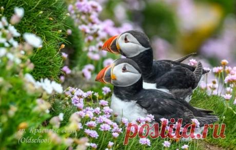 Яркие и верные жители Исландии, Фарерских островов - Тупики