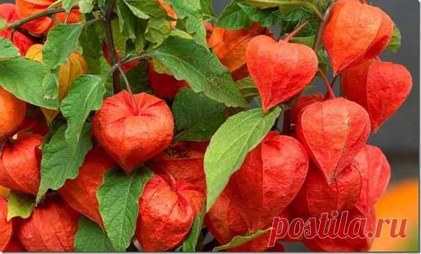 ФИЗАЛИС: ВЫРАЩИВАНИЕ ИЗ СЕМЯН