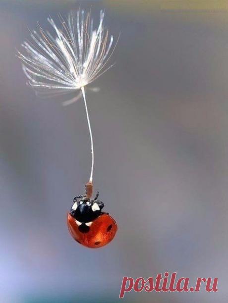 Идеи для жизни