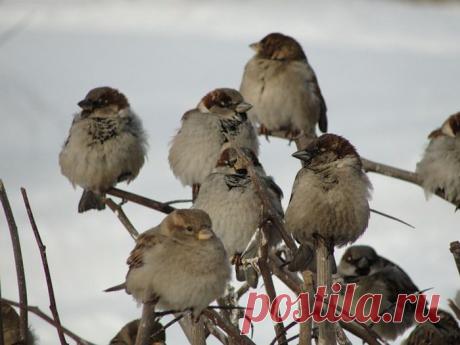 Покормите птиц зимой!
Пусть со всех концов
К вам слетятся, как домой,
Стайки на крыльцо.
Небогаты их корма.
Горсть зерна нужна,
Горсть одна — и не страшна
Будет им зима.