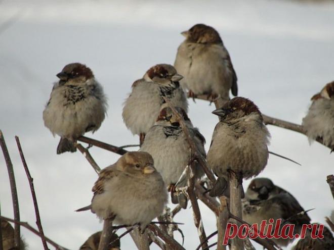Покормите птиц зимой!
Пусть со всех концов
К вам слетятся, как домой,
Стайки на крыльцо.
Небогаты их корма.
Горсть зерна нужна,
Горсть одна — и не страшна
Будет им зима.