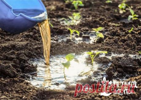 Бюджетные удобрения: натуральные подкормки, которые найдутся на каждой дачной кухне! Иногда бывает так, что нет возможности приобрести комплексные удобрения. Но растения на огороде и в саду нуждаются в качественном уходе и страдают от