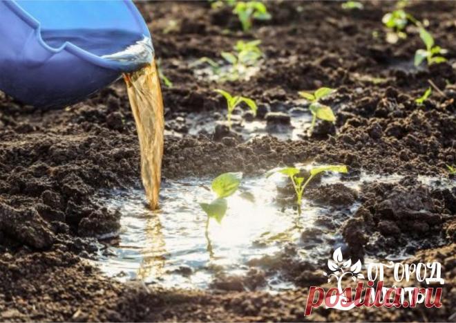 Бюджетные удобрения: натуральные подкормки, которые найдутся на каждой дачной кухне! Иногда бывает так, что нет возможности приобрести комплексные удобрения. Но растения на огороде и в саду нуждаются в качественном уходе и страдают от