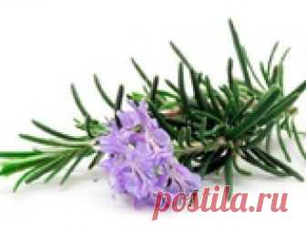 Размножение розмарина черенкованием. Первые результаты С начала эксперимента прошло почти четыре недели. Уже можно подвести промежуточные итоги...