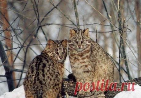 Амурский (дальневосточный) лесной кот: описание, много фото
