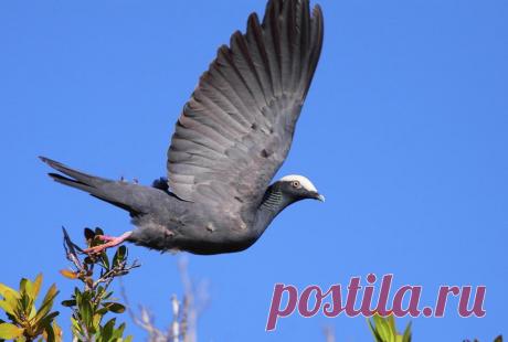 Сем. Голубиные (Columbidae)
Белошапочный голубь (Columba leucocephala)