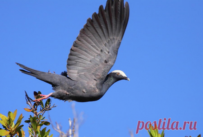 Сем. Голубиные (Columbidae)
Белошапочный голубь (Columba leucocephala)
