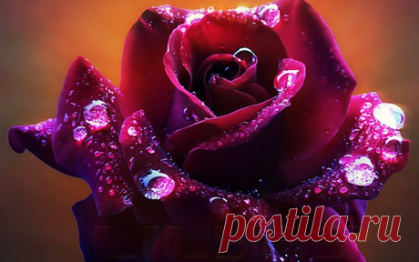 Роза