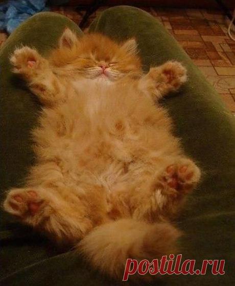 Василий \  во сне  \  рассказывает
рыбацкие истории.