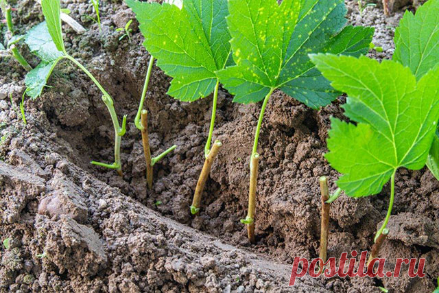 Размножение черной смородины черенками — Сад Заготовка