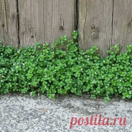 Мокрица — не просто сорняк, а кладезь полезных веществ