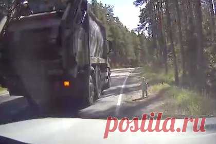 Годовалый ребенок бродил в одиночестве вдоль российской трассы и попал на видео. Годовалый ребенок бродил в одиночестве вдоль оживленной трассы в Приозерском районе Ленинградской области. Мальчик попал на видео. На появившихся кадрах видно, как малыш в шортах, майке и панамке идет один, рядом с ним нет никого из взрослых. Ребенку на помощь бросаются водители.