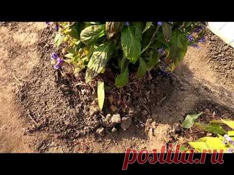 Какие многолетние цветы укрыл на зиму