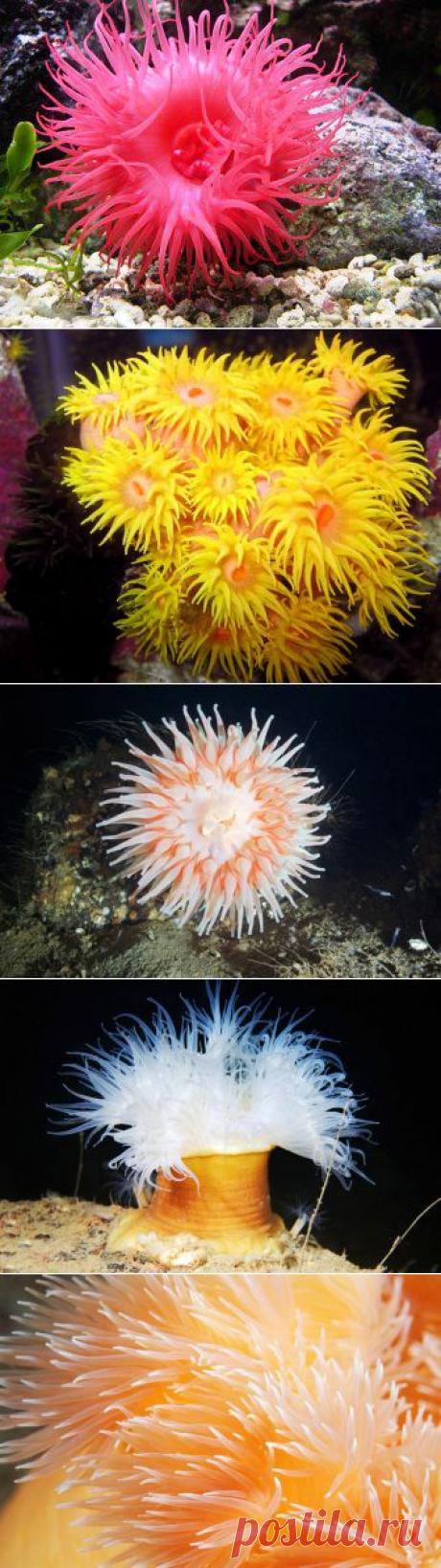(+1) тема - Актинии, или морские анемоны | НАУКА И ЖИЗНЬ