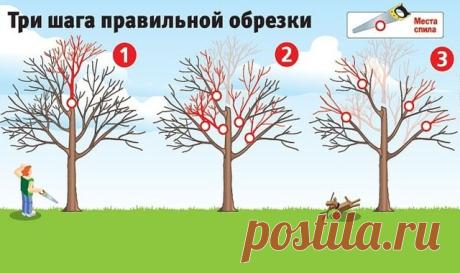 Как вернуть деревьям былую силу - правила правильной обрезки.

Плодовые
 деревья дают хороший урожай, когда они молодые. Но начиная с 15-летнего
 возраста их плоды заметно мельчают, урожайность падает, а сами растения
 чаще болеют. Омолодить ваш сад поможет обрезка. Лучше всего ее делать, 
когда температура воздуха выше -5 оС.

1. Первым делом нужно 
укоротить ствол (шаг 1) - его высота не должна превышать двух метров. 
Только пилите его так, чтобы срез был над какой-нибуд...