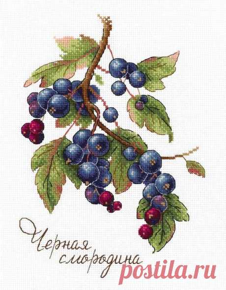 Дары природы. Чёрная смородина