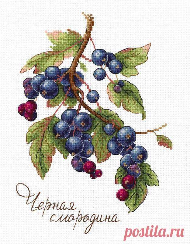 Дары природы. Чёрная смородина