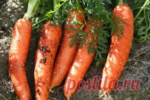 10 секретов выращивания вкусной морковки. | Для дачников.ру