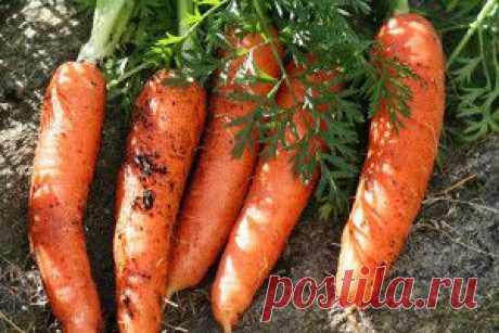 10 секретов выращивания вкусной морковки. | Для дачников.ру