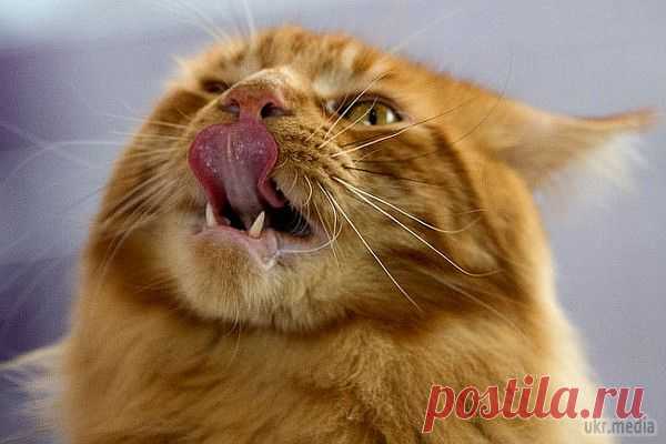 Инстаграм кота-воришки)))) - Истории о домашних любимцах - Женский Мир