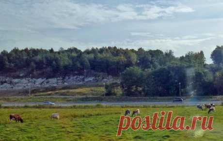 Датские эко-коровы рулят!