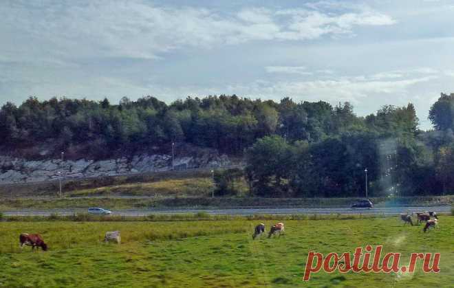 Датские эко-коровы рулят!