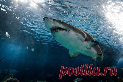 Огромная акула-людоед набросилась на серфингиста и вцепилась ему в ногу. В США на катавшегося по волнам серфингиста набросилась огромная белая акула и нанесла ему тяжелые увечья. Мужчина катался на волнах в компании знакомых, когда рядом неожиданно появилась хищная рыба. Акула бросилась на пострадавшего, сбросила с доски и вцепилась ему в бедро.