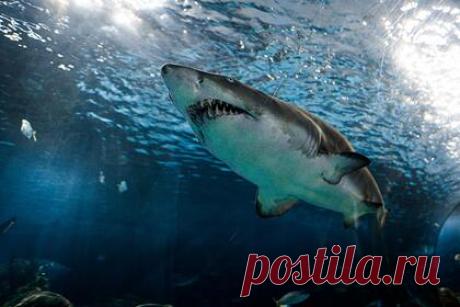 Огромная акула-людоед набросилась на серфингиста и вцепилась ему в ногу. В США на катавшегося по волнам серфингиста набросилась огромная белая акула и нанесла ему тяжелые увечья. Мужчина катался на волнах в компании знакомых, когда рядом неожиданно появилась хищная рыба. Акула бросилась на пострадавшего, сбросила с доски и вцепилась ему в бедро.