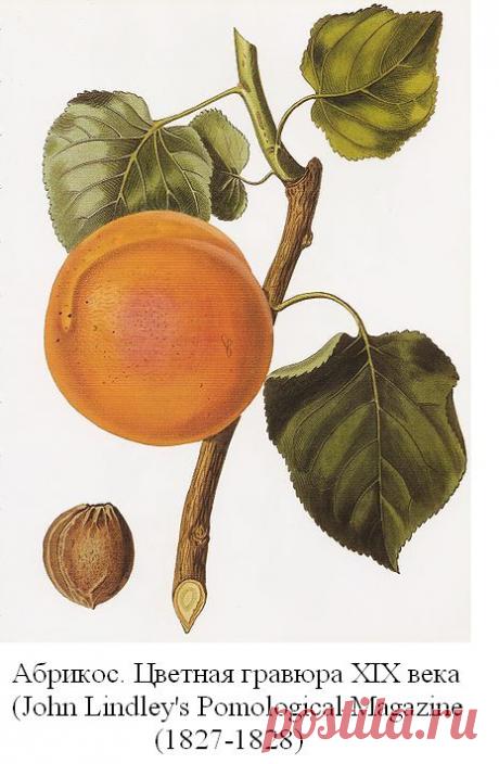 Шептала и коринка | Кириллица