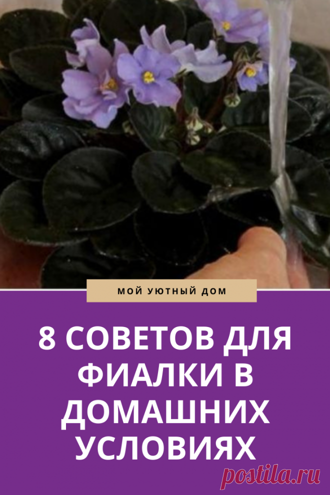 Советы как ухаживать за фиалкой