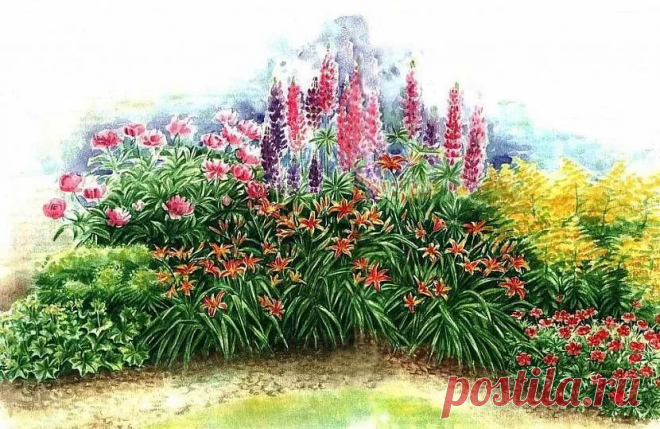 4 самых неприхотливых многолетних цветка для клумбы | 25 соток счастья! | Яндекс Дзен